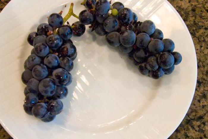 Valiant Grape - Vitis 'Valiant' from EC Browns Nursery