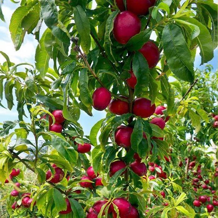 Chinese Apricot - Prunus armeniaca from EC Browns Nursery