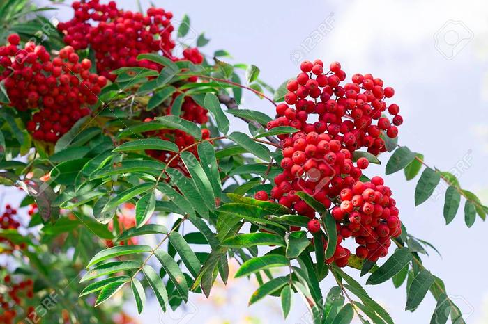 European Mountain Ash - Sorbus aucuparia from EC Browns Nursery