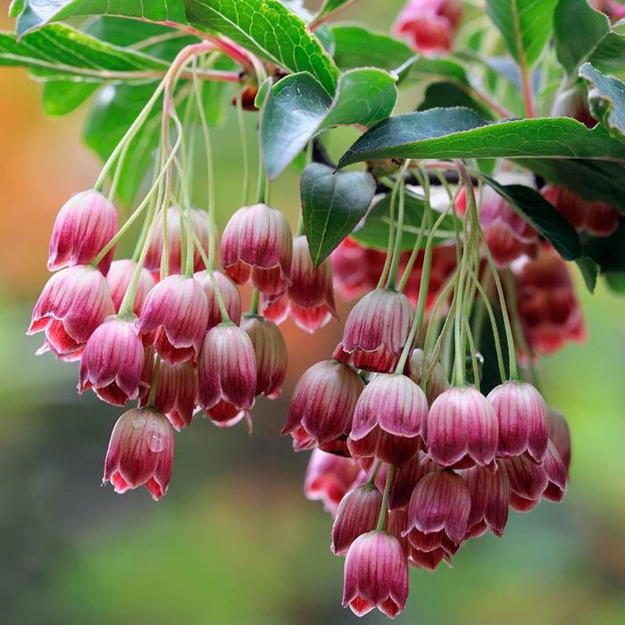 Redvein Enkianthus - Enkianthus campanulatus from EC Browns Nursery