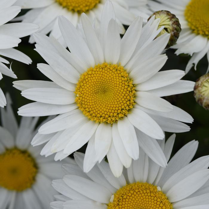 'Madonna' Shasta Daisy - Leucanthemum x superbum from EC Browns Nursery
