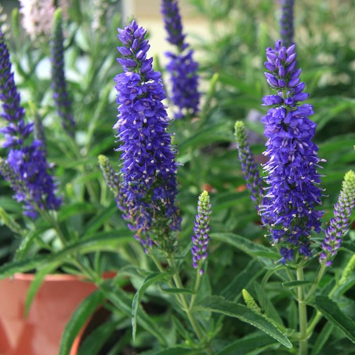 Moody Blues&reg; Dark Blue - Veronica x hybrida from EC Browns Nursery