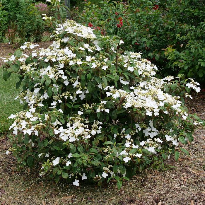 'Steady Eddy&reg;' Doublefile Viburnum - Viburnum plicatum var. tomentosum from EC Browns Nursery