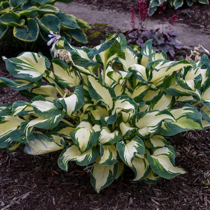 Hans Hosta, Plantain Lily - Hosta 'Hans' (Hosta, Plantain Lily) from EC Browns Nursery
