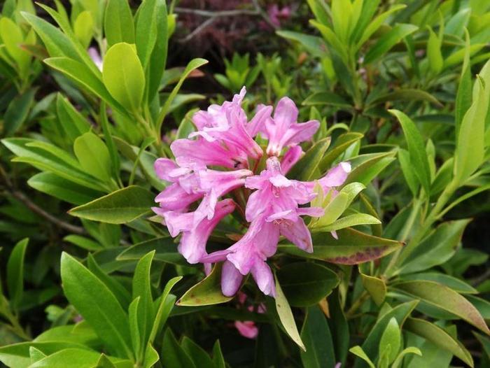 Laetevirens Wilson Rhododendron - Rhododendron 'Laetevirens' (Wilson Rhododendron) from EC Browns Nursery