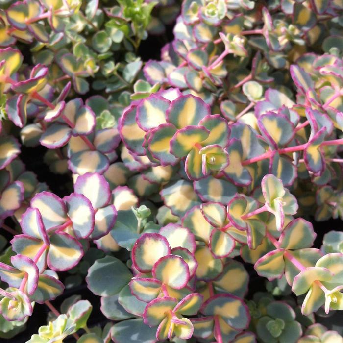 'Mediovariegatum' October Daphne - Sedum sieboldii from EC Browns Nursery