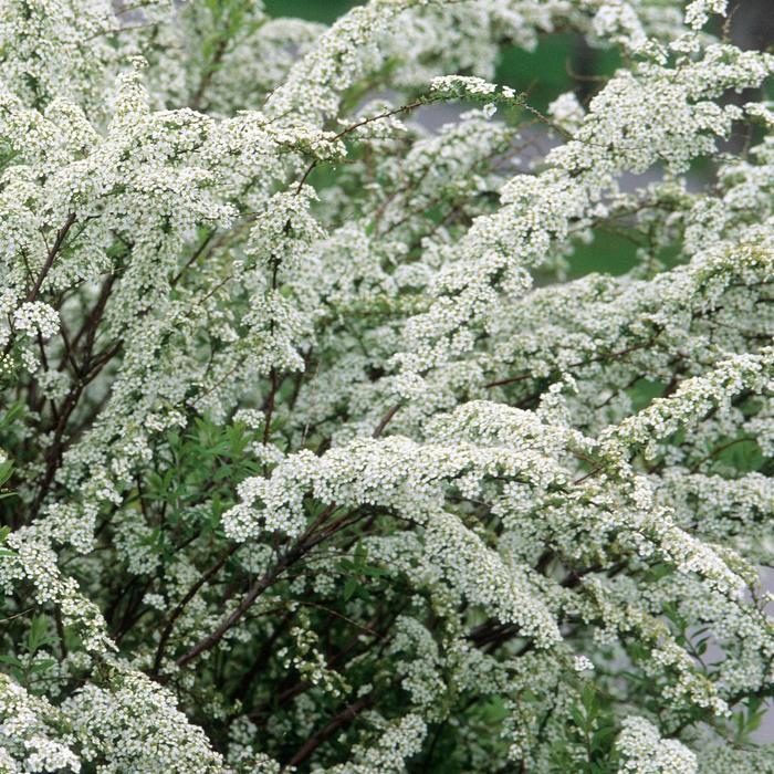 'Grefsheim'' Dwarf Garland Spirea - Spiraea x cinera 'Grefshiem' from EC Browns Nursery