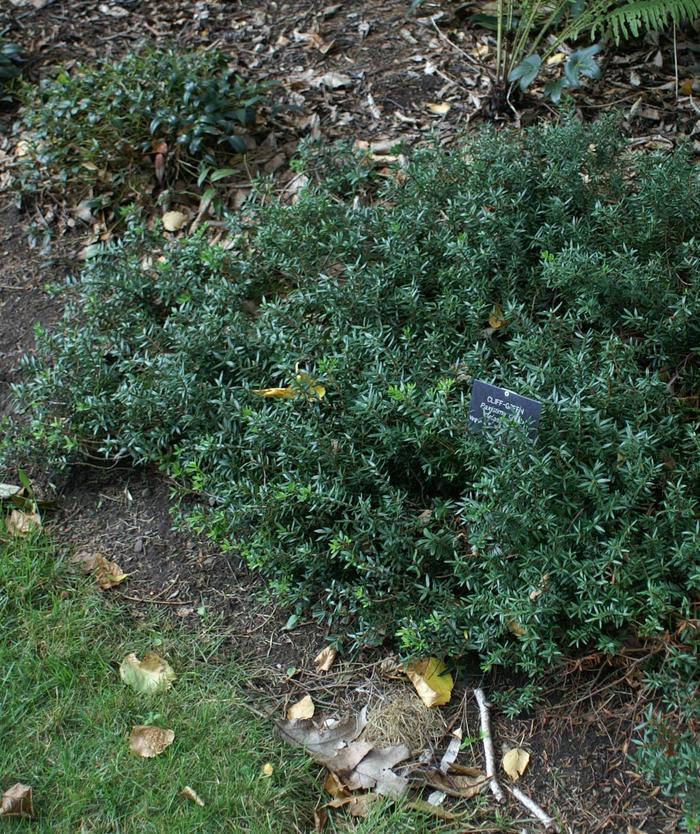 Cliff Green - Paxistima canbyi from EC Browns Nursery