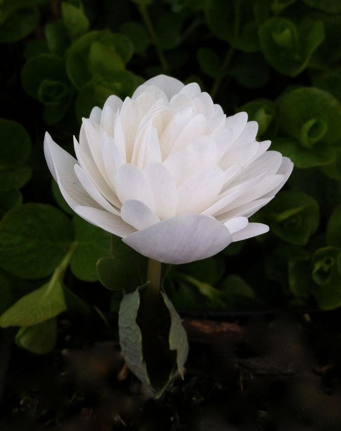 'Plena' Double Bloodroot - Sanguinaria canadensis f. multiplex from EC Browns Nursery