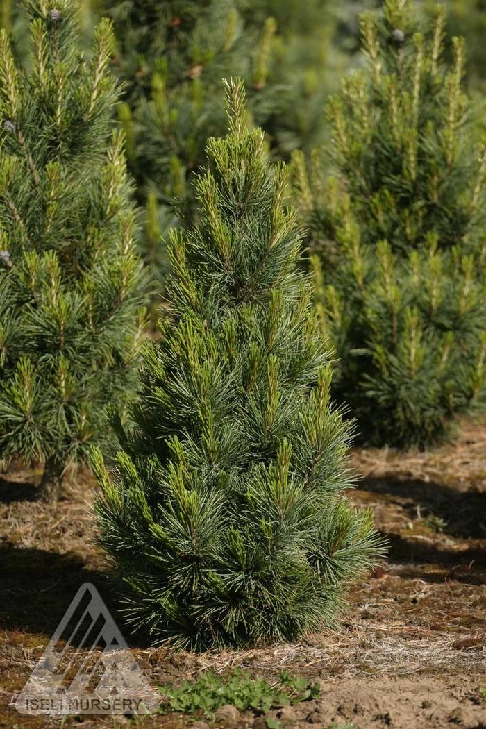 Fastigiate Swiss Stone Pine - Pinus cembra Fastigiata' from EC Browns Nursery