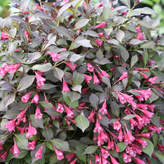 Midnight Wine Shine&reg; - Weigela florida from EC Browns Nursery