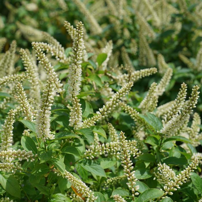 Fizzy Mizzy&reg; Sweetspire - Itea virginica from EC Browns Nursery