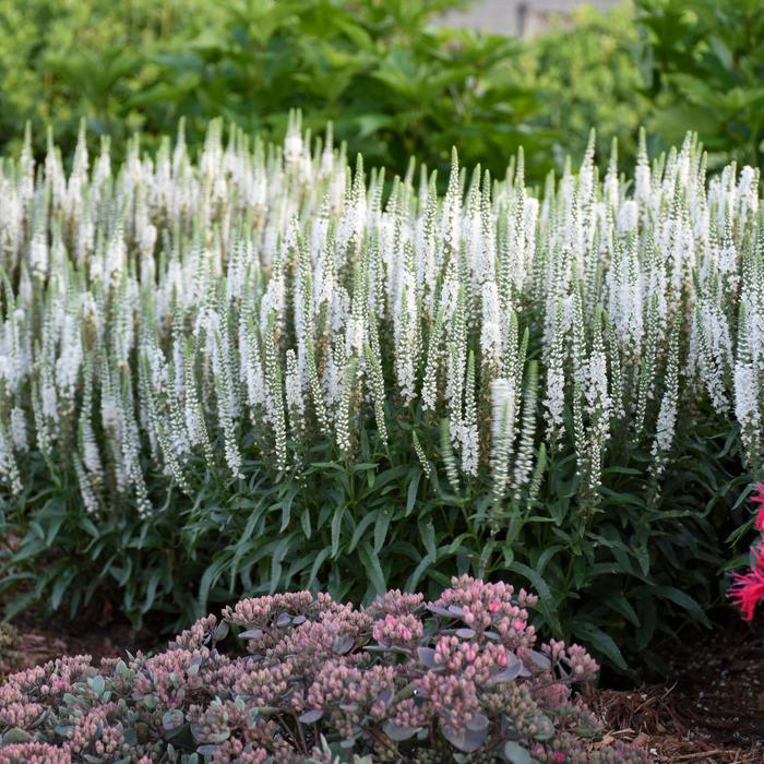 Magic Show&reg; 'White Wands' - Veronica (Spike Speedwell) from EC Browns Nursery