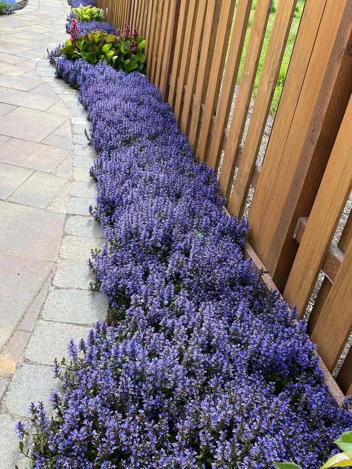 Blueberry Muffin Bugleweed - Ajuga reptans 'Blueberry Muffin' PP22092 (Bugleweed) from EC Browns Nursery