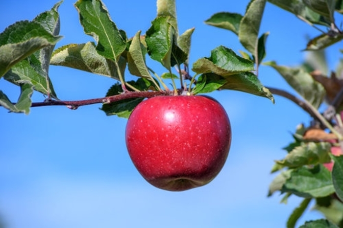 Snapp Stayman Apple - Apple 'Snapp Stayman' from EC Browns Nursery
