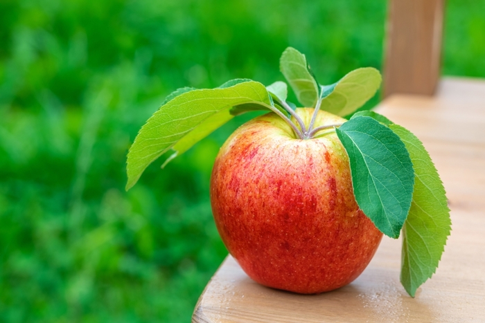Gala Apple - Apple 'Gala' from EC Browns Nursery