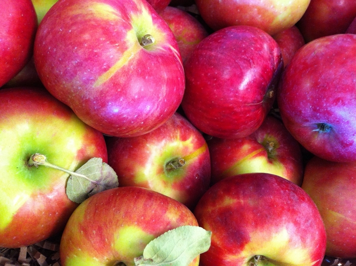 Red Gravenstein SD Apple - Apple 'Red Gravenstein' from EC Browns Nursery