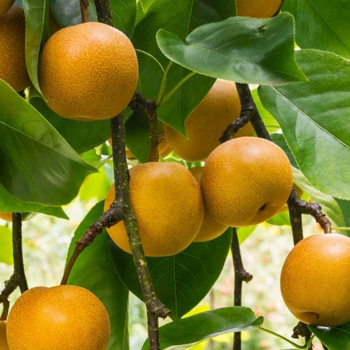 Nijisseiki/20th Century Asian Pear - Pyrus (Asian Pear) 'Nijisseiki' from EC Browns Nursery