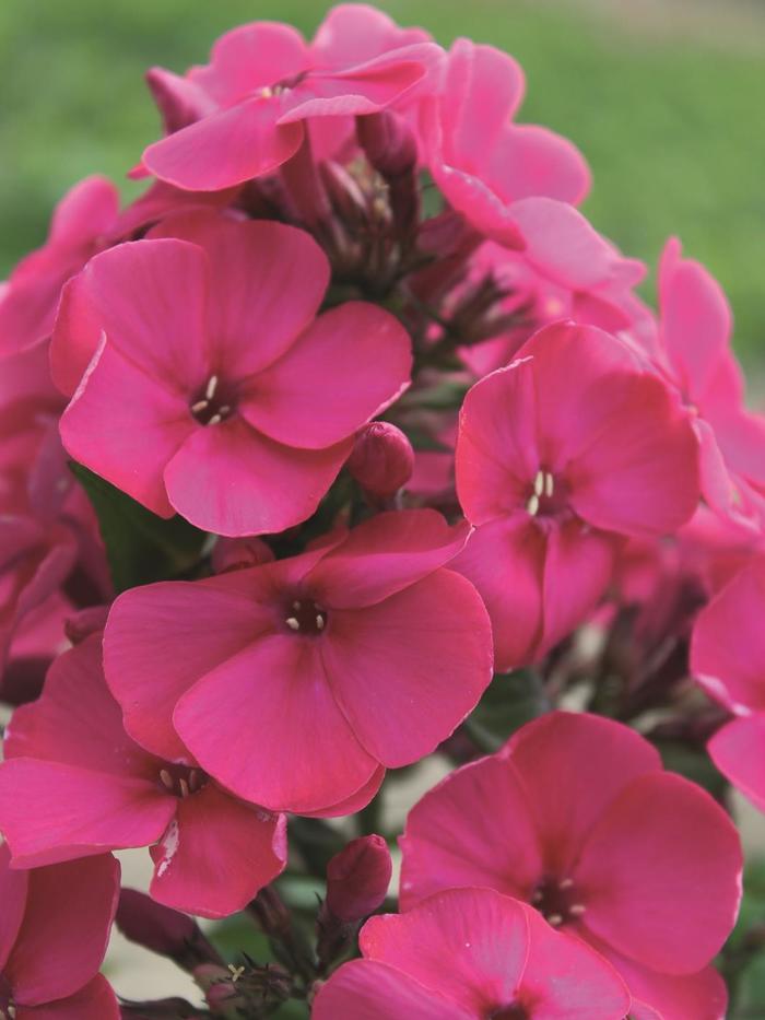 EARLY 'Cerise' - Phlox paniculata (Garden Phlox) from EC Browns Nursery