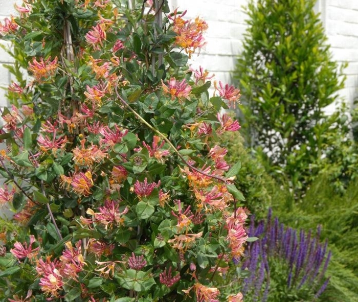 'Goldflame' - Lonicera x heckrottii from EC Browns Nursery