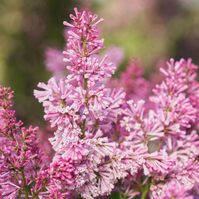 Pinktini&trade; Lilac - Syringa vulgaris from EC Browns Nursery