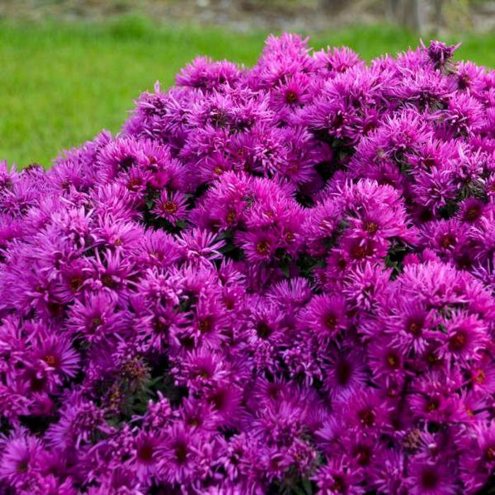 'Pink Crush' New England Aster - Aster novae-angliae from EC Browns Nursery