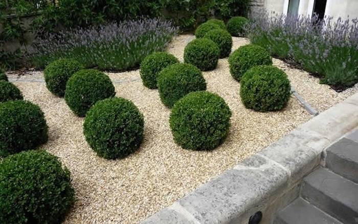 Unraveled American Boxwood - Buxus sempervirens ''Unraveled'' (American Boxwood) from EC Browns Nursery
