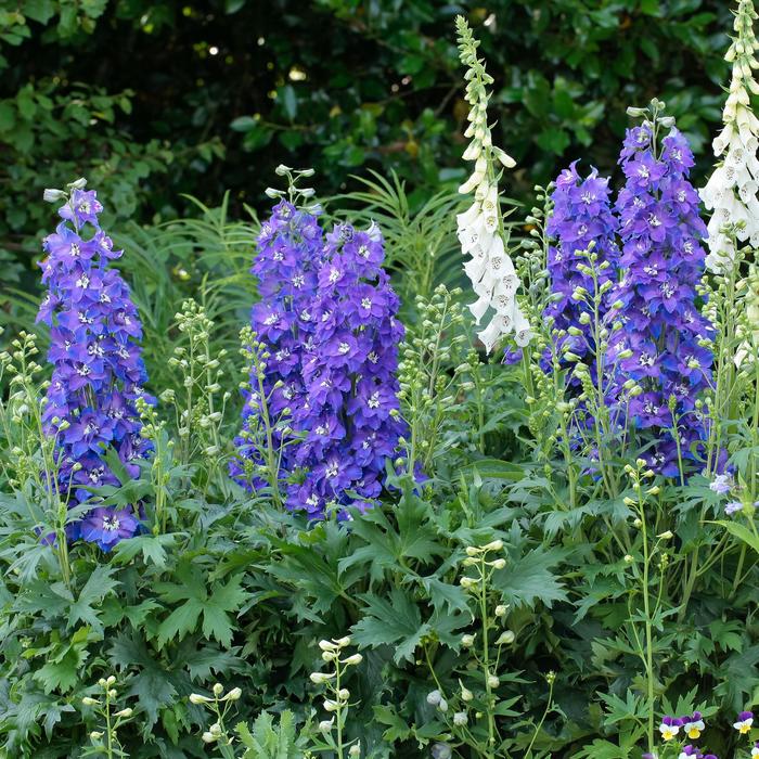 Delgenius&trade; 'Glitzy' - Delphinium x from EC Browns Nursery