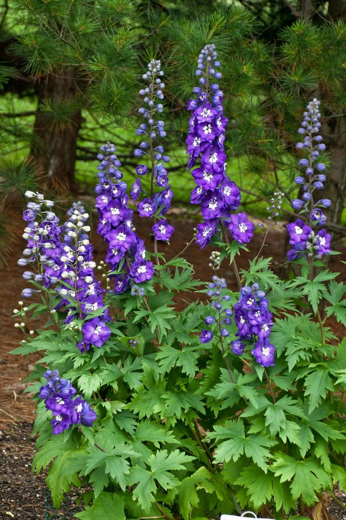 New Millennium&trade; 'Purple Passion' - Delphinium elatum (Larkspur) from EC Browns Nursery
