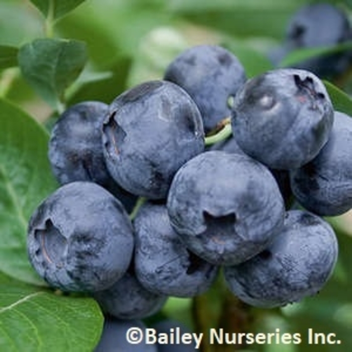 Northblue Blueberry - Blueberry x 'Northblue' from EC Browns Nursery