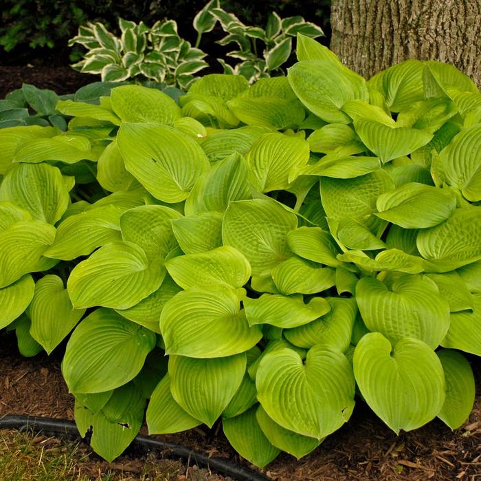 August Moon Hosta, Plantain Lily - Hosta 'August Moon' (Hosta, Plantain Lily) from EC Browns Nursery