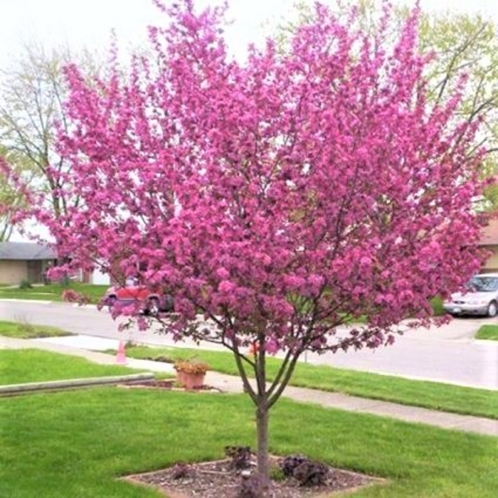 Purple Prince Crabapple - Malus x 'Purple Prince' from EC Browns Nursery