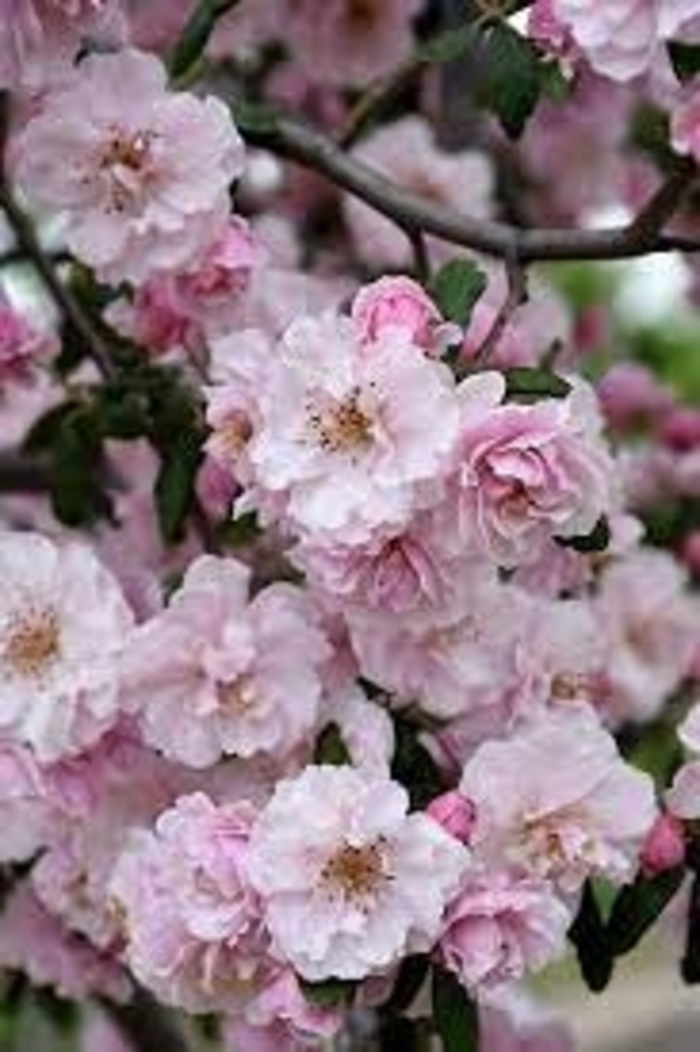 Prairie Rose Crabapple - Malus ioensis 'Prairie Rose'' from EC Browns Nursery