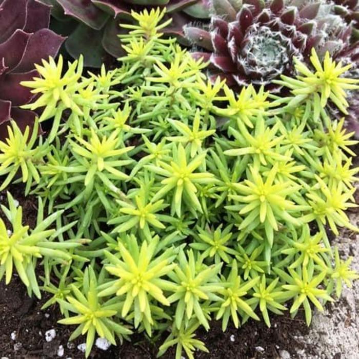 Sunsparkler&reg; Angelinas Teacup - Sedum rupestre 'Angelinas Teacup' PP32344 (Stonecrop) from EC Browns Nursery