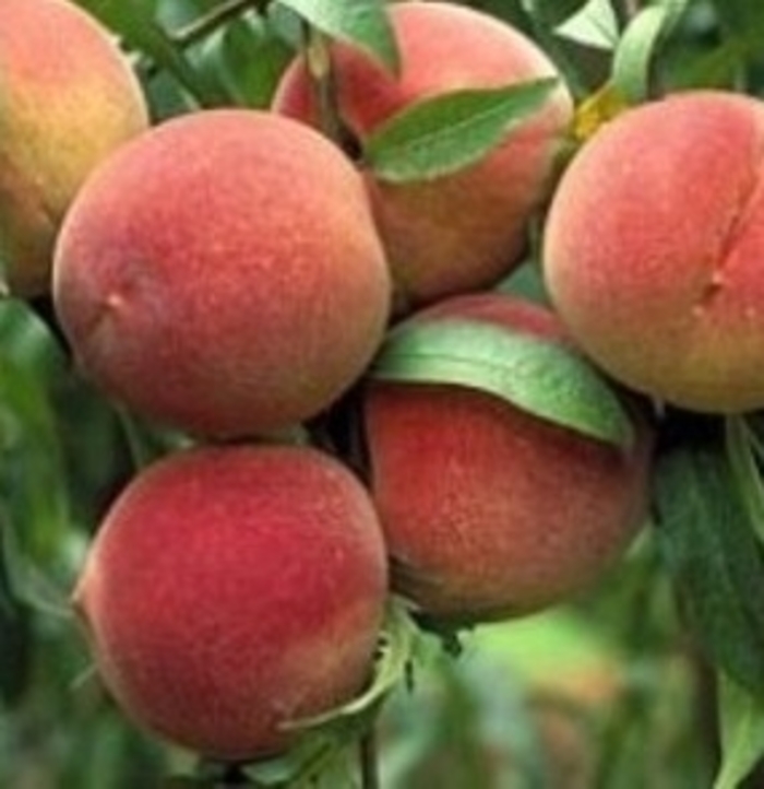 Elberta Peach - Prunus x 'Elberta' from EC Browns Nursery