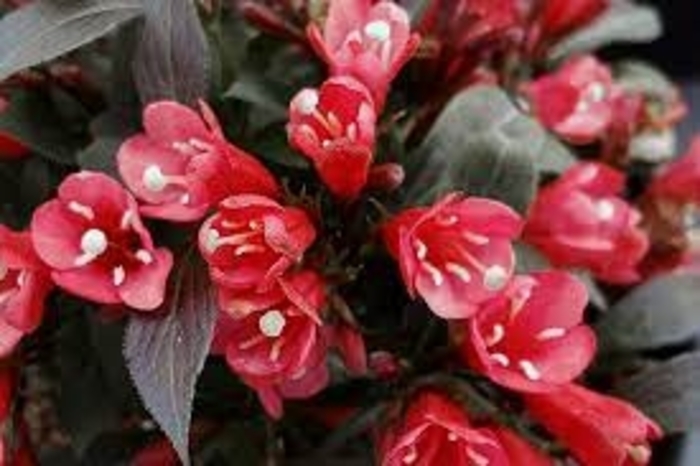 Electric Love Weigela - Weigela x 'DN 'Electric Love'' from EC Browns Nursery