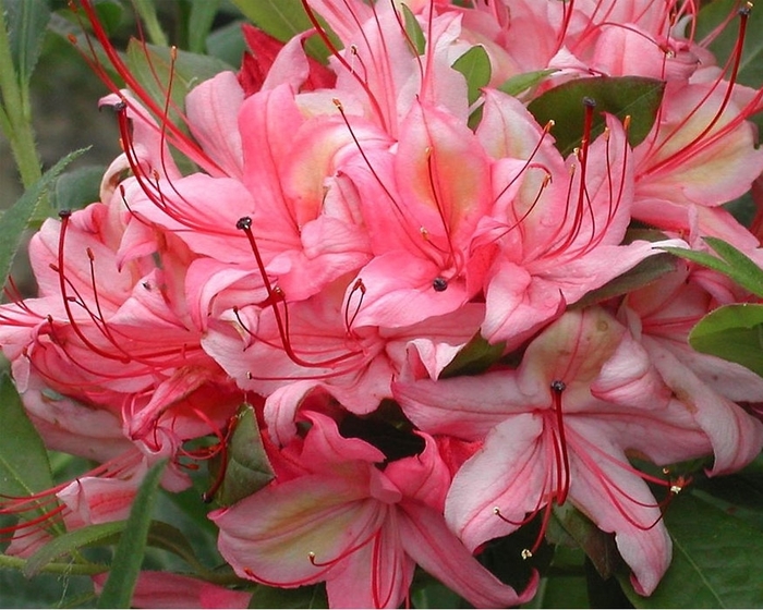 Lollipop Azalea - Azalea x 'Lollipop' from EC Browns Nursery