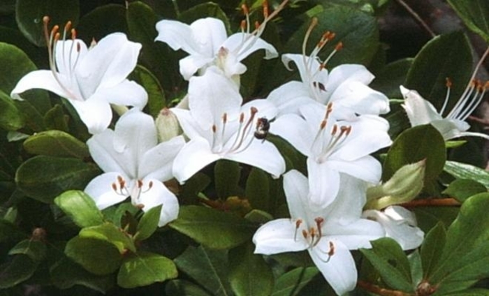 Swamp Azalea - Azalea viscosum from EC Browns Nursery