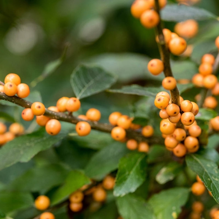 Winter Gold Holly - Ilex verticillata 'Winter Gold' from EC Browns Nursery