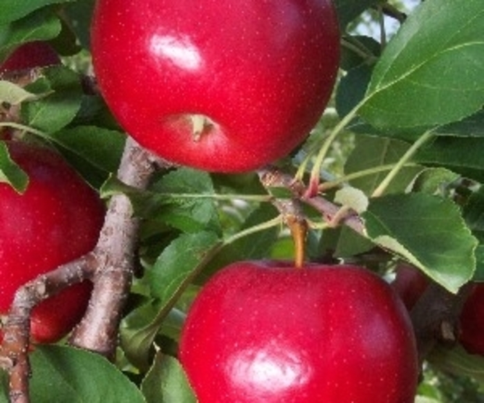Gale Gala SD Apple - Apple 'Gale Gala' from EC Browns Nursery