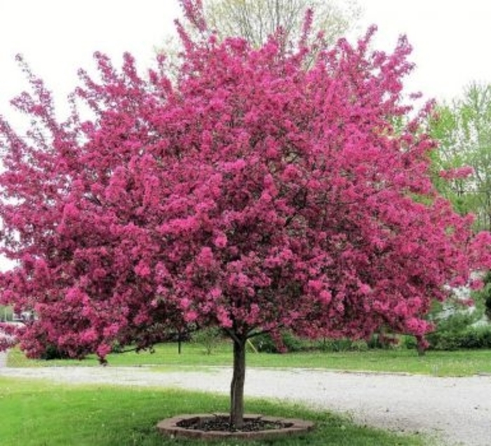 'Prairifire' Crabapple - Malus 'Prairiefire' from EC Browns Nursery