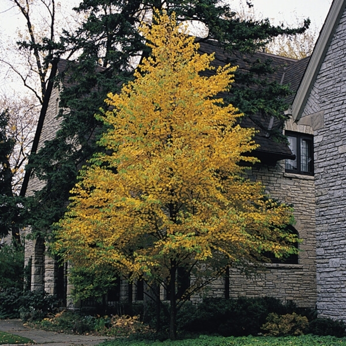 GREENSPIRE LINDEN - Tilia cordata ''Greenspire'' from EC Browns Nursery