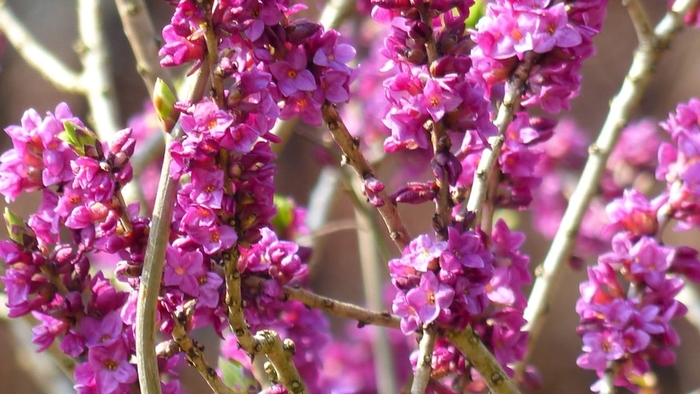 FEBRUARY DAPHNE - Daphne mezereum from EC Browns Nursery