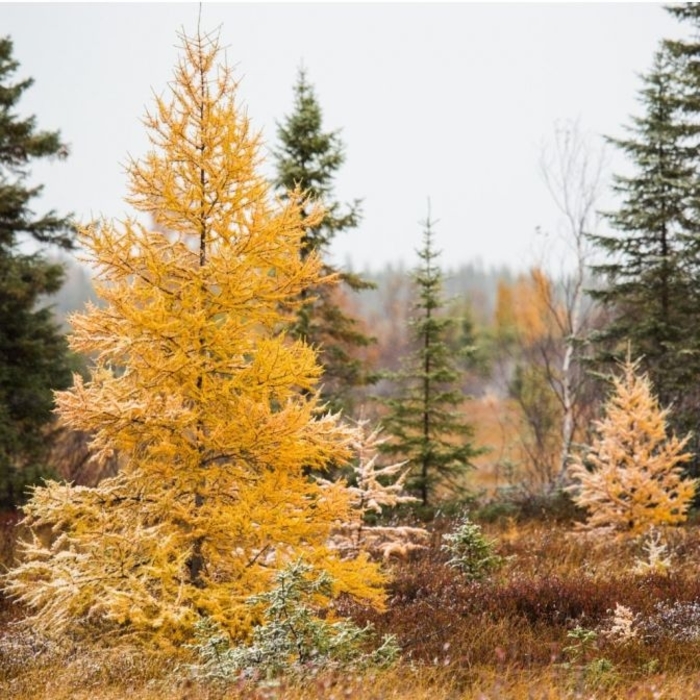 Tamarack (Native Larch) - Larix laricina from EC Browns Nursery