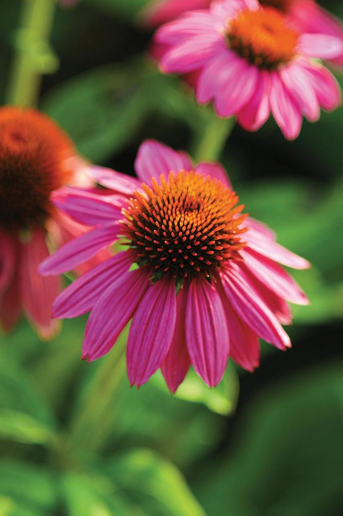 'PowWow Wild Berry' - Echinacea purpurea from EC Browns Nursery