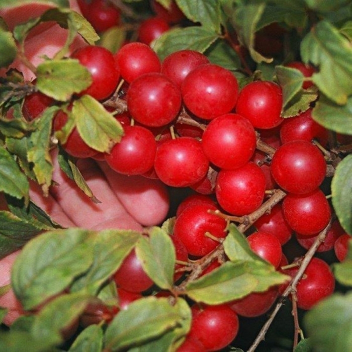 Jan Bush Cherry - Prunus x 'Jan' from EC Browns Nursery