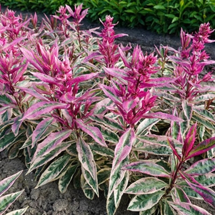 Olympus Variegated Garden phlox - Phlox paniculata 'Olympus' from EC Browns Nursery