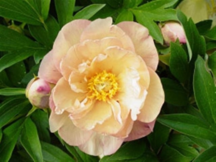 ITOH Singing in the Rain - Paeonia 'ITOH 'Singing in the Rain' from EC Browns Nursery