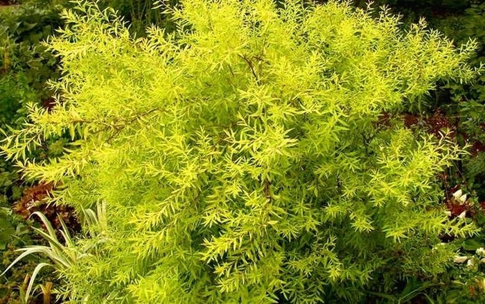 MELLOW YELLOW SPIREA - Spirea thunbergii 'Ogon' from EC Browns Nursery