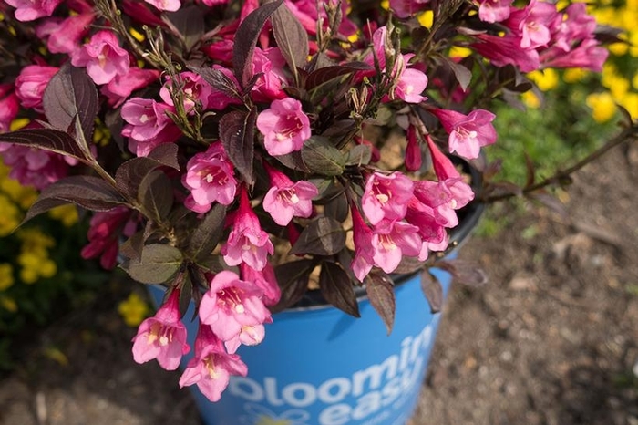 STUNNER WEIGELA - Weigela x DN 'Stunner' from EC Browns Nursery